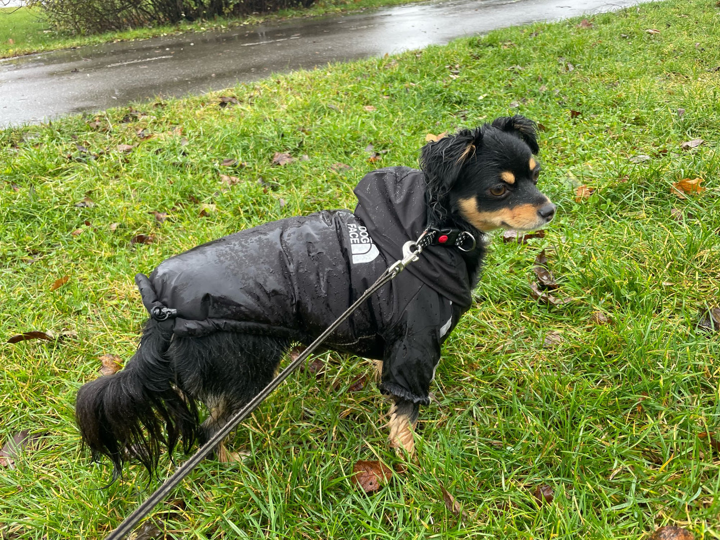 Snuggs Pupreme